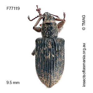 Entiminae unplaced sp TMAG_F77119