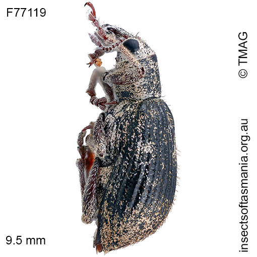 Entiminae unplaced sp TMAG_F77119