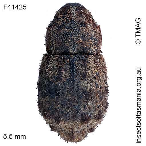 Exithius-sp-TMAG_F41425 Exithius sp TMAG_F41425