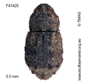 Exithius sp TMAG_F41425