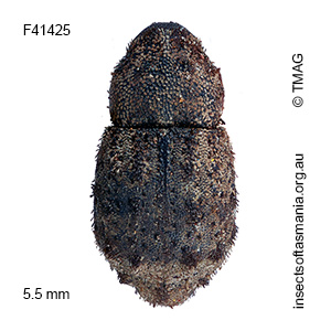 Exithius sp TMAG_F41425
