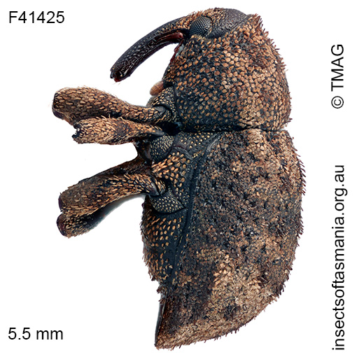 Exithius-sp-TMAG_F41425_a Exithius sp TMAG F41425