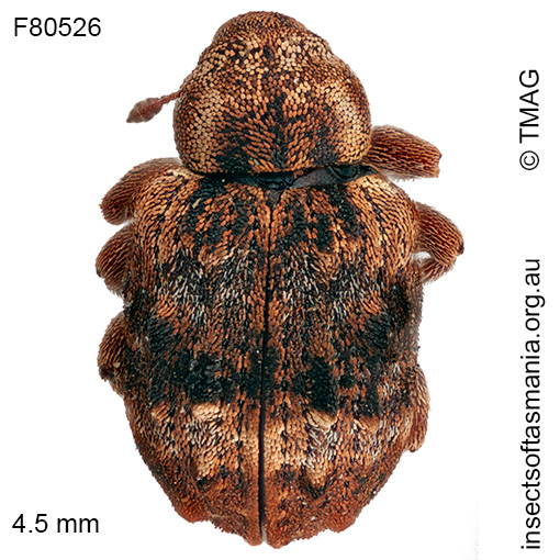 Gerynassa sp TMAG_F80528