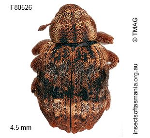 Gerynassa sp TMAG_F80528