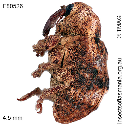 Gerynassa sp TMAG_F80528