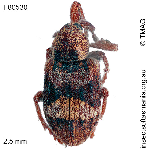 Gerynass sp TMAG_F80530