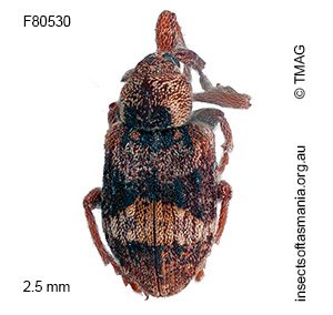 Gerynassa sp TMAG_F80530