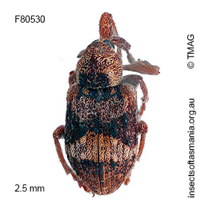 Gerynassa sp TMAG_F80530