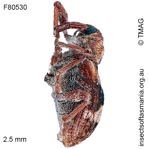 Gerynass sp TMAG_F80530