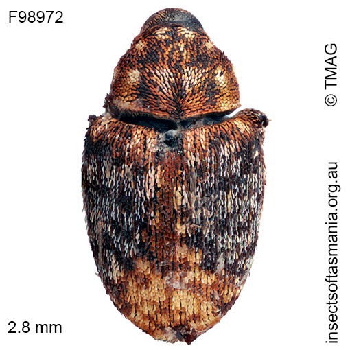 Cydmaea crassirostris