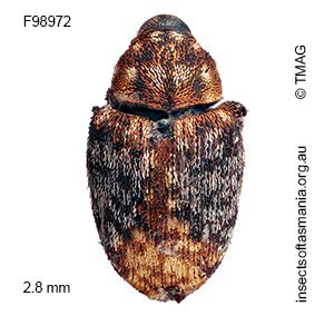 Cydmaea crassirostris