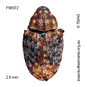 Cydmaea crassirostris