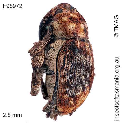Cydmaea crassirostris