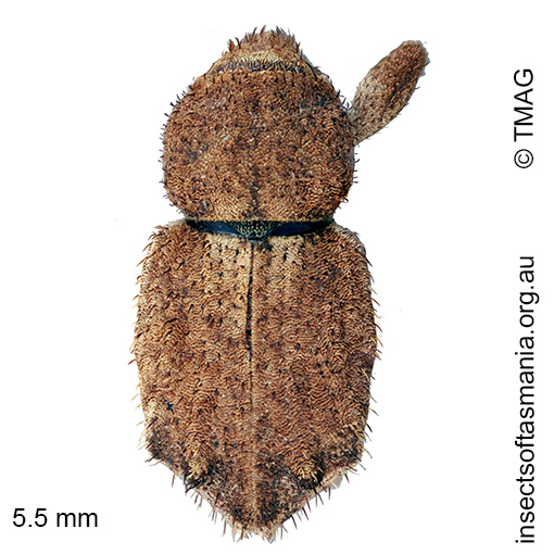 Leptopiini-gen-nr-Uroleptops-sp Leptopiini gen nr Uroleptops sp