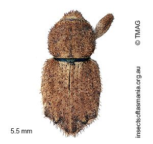 Leptopiini gen nr Uroleptops sp