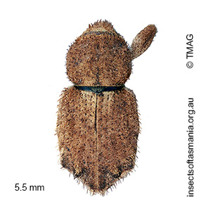 Leptopiini gen nr Uroleptops sp