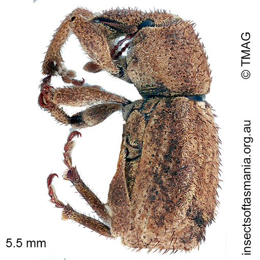 Leptopiini-gen-nr-Uroleptops-sp_a Leptopiini gen nr Uroleptops sp