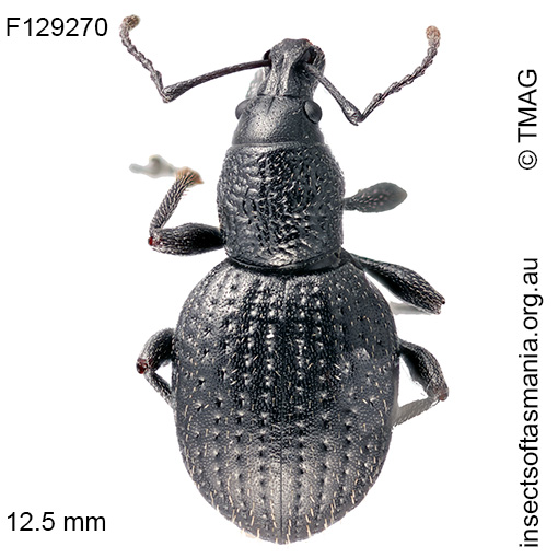 Merimnetes-ZIMMERMAN-sp-nov Merimnetes ZIMMERMAN sp nov