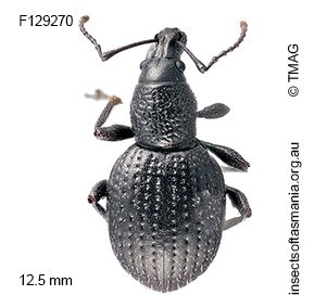 Merimnetes ZIMMERMAN sp nov
