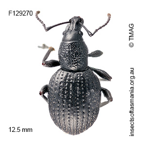 Merimnetes ZIMMERMAN sp nov