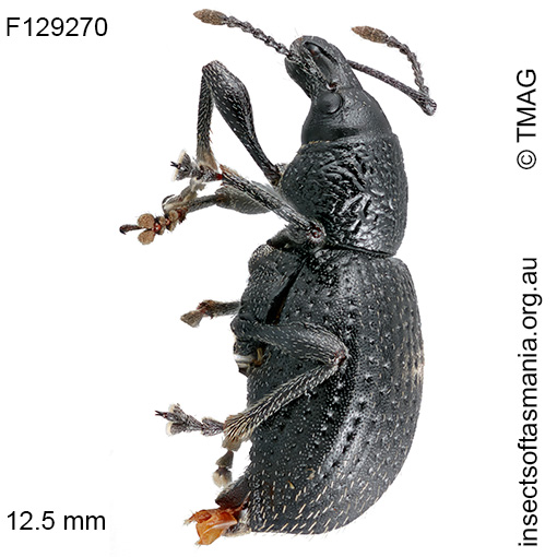Merimnetes-ZIMMERMAN-sp-nov_a Merimnetes ZIMMERMAN sp nov
