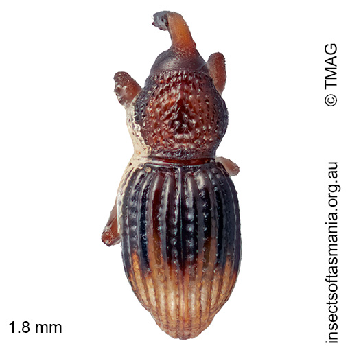 Molytinae gen nov MCQUILLAN sp