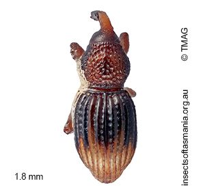 Molytinae gen nov MCQUILLAN sp