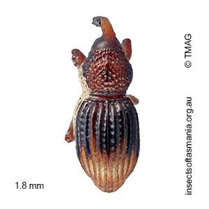 Molytinae gen nov MCQUILLAN sp