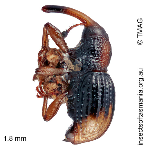 Molytinae gen nov MCQUILLAN sp