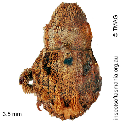 Ophrythyreocis sp