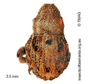 Ophrythyreocis fasciculatus