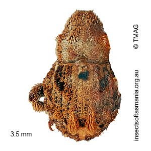 Ophrythyreocis fasciculatus
