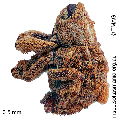 Ophrythyreocis sp