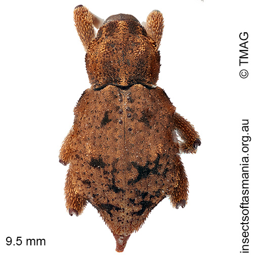 Paleticus MCQUILLAN sp