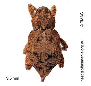 Paleticus MCQUILLAN sp