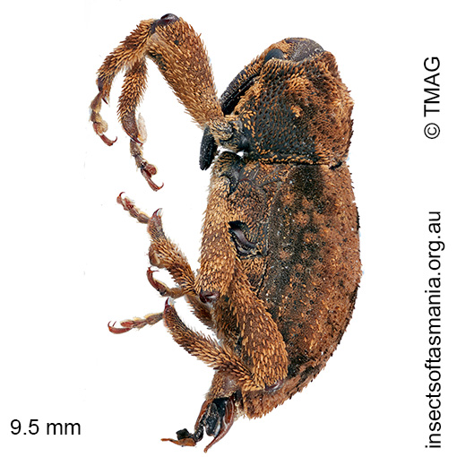 Paleticus MCQUILLAN sp