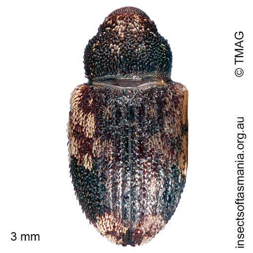 Pseudostoreus placitus