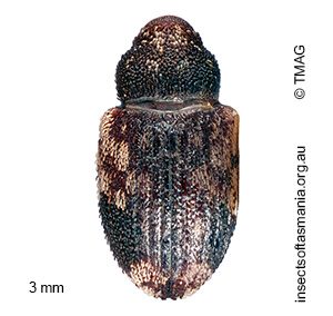 Pseudostoreus placitus
