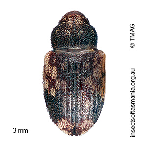 Pseudostoreus placitus