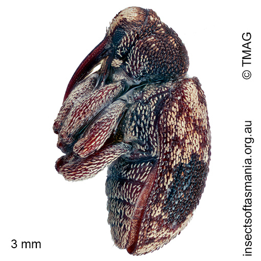 Pseudostoreus placitus