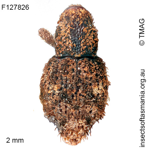 Roptoperus-bryophilus Roptoperus bryophilus