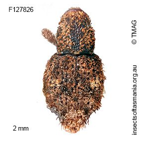 Roptoperus bryophilus