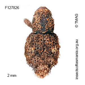 Roptoperus bryophilus
