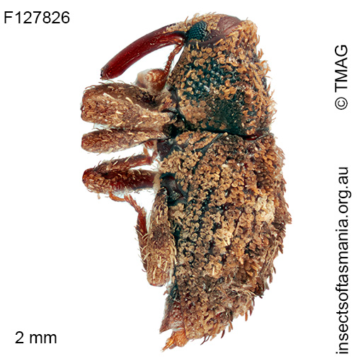 Roptoperus-bryophilus_a Roptoperus bryophilus
