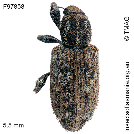 Steriphus-sericeus Steriphus sericeus
