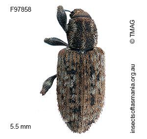 Steriphus sericeus