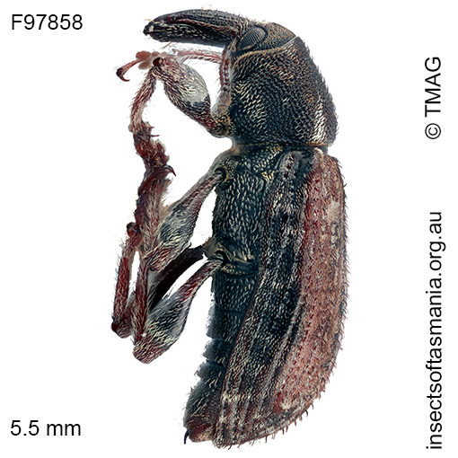 Steriphus-sericeus_a Steriphus sericeus