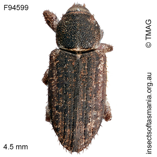 Symbothynus-sp-TMAG_F94599 Symbothynus sp TMAG_F94599