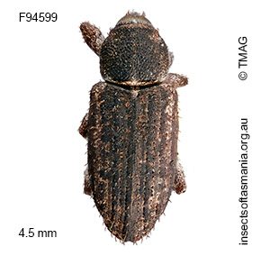 Symbothynus sp TMAG_F94599