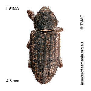 Symbothynus sp TMAG_F94599